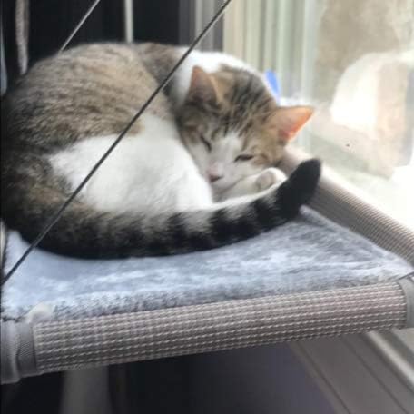 Cat Window Hammock – Mess-Free Waterproof Cats Window Perch - Image 2