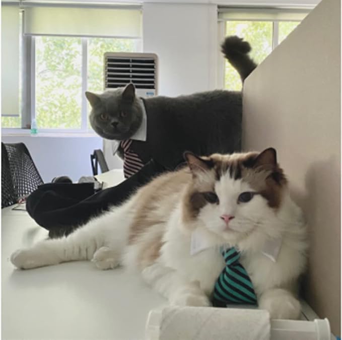 4 Pieces Pets Dog Cat Bowtie Pet Costume Adjustable Formal Necktie Collar - Image 7
