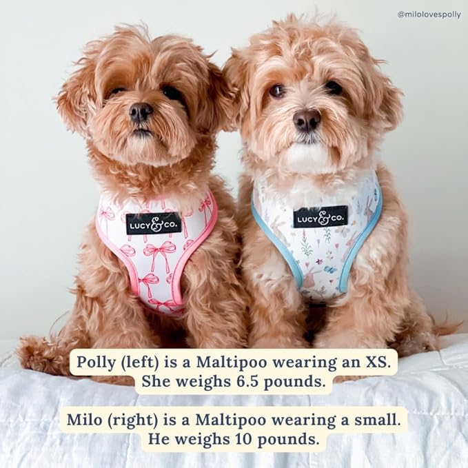 Lucy & Co. Cute Reversible Dog Harness Walking Halter - Image 6