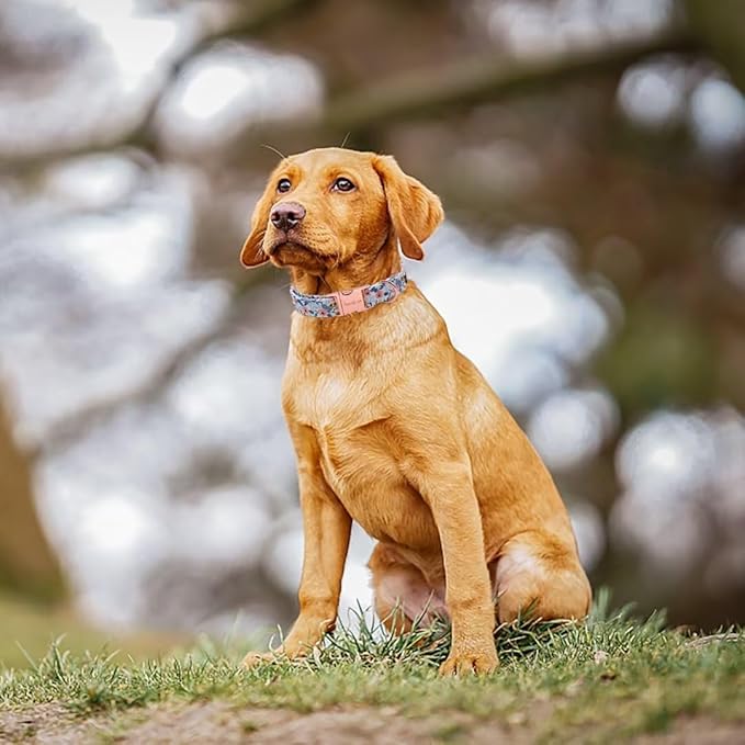 Unique style paws Dog Collar Metal Buckle Red Rose Collar Flower Gift Durable - Image 4