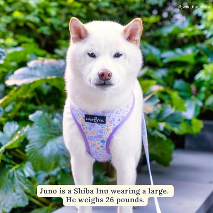Lucy & Co. Cute Reversible Dog Harness Walking Halter - Image 5