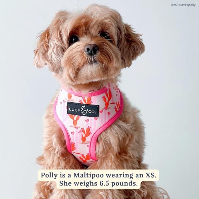 Lucy & Co. Cute Reversible Dog Harness Walking Halter - Image 2