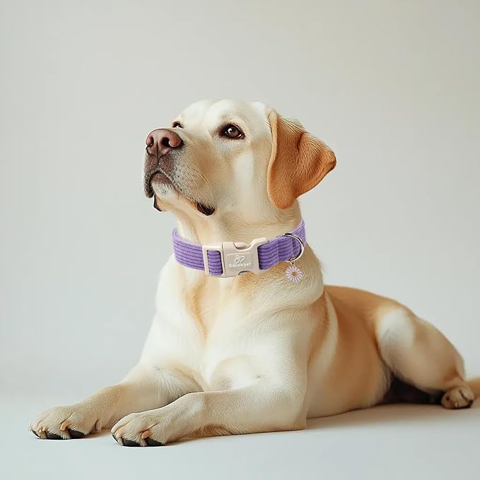 Cute Corduroy Dog Collar - Image 2