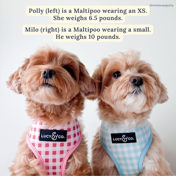Lucy & Co. Cute Reversible Dog Harness Walking Halter - Image 7