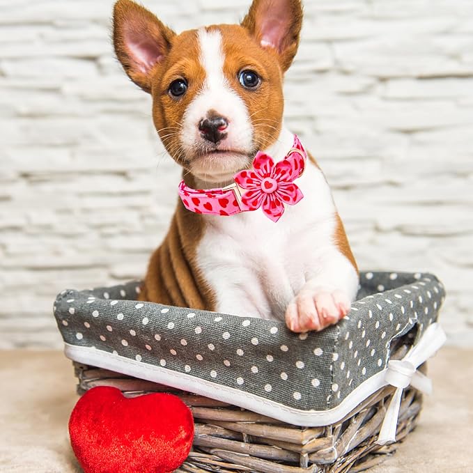 Lionheart glory Valentine's Day Dog Collar - Image 5