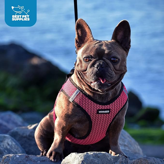 Best Pet Supplies - Image 9