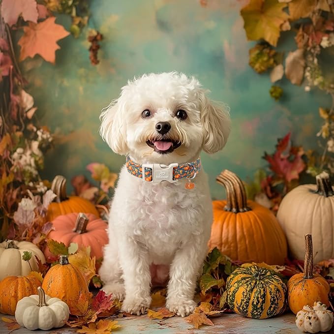 Fall Dog Collar Cute Autumn Pumpkin Puppy Collar - Image 5