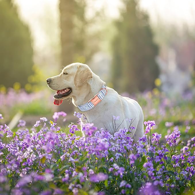 Unique style paws Dog Collar Metal Buckle Blue Striped Flower Collar Gift - Image 4