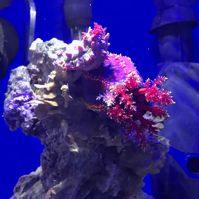 Seachem Prime Fresh and Saltwater Conditioner - Image 5