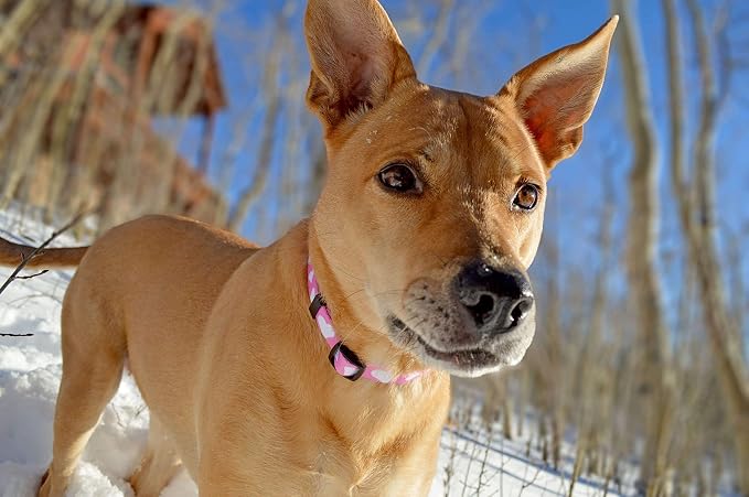Native Pup Valentine’s Dog Collar- Valentines Day Pet Collars- Valentine Girly - Image 5