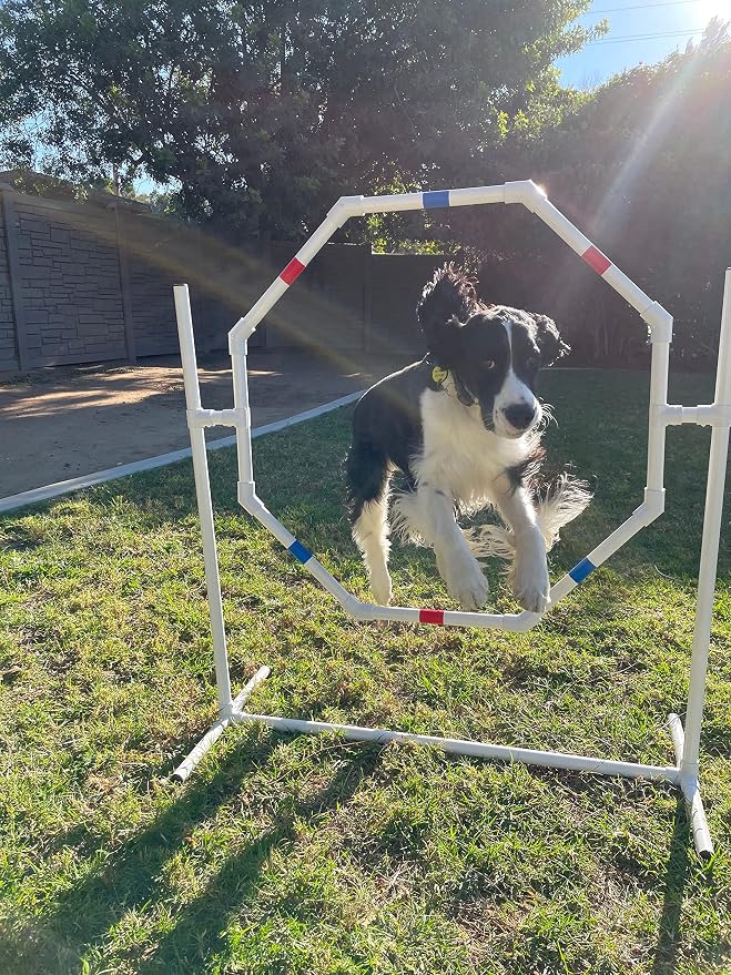 The Dog Agility Shop Dog Jump - Image 2
