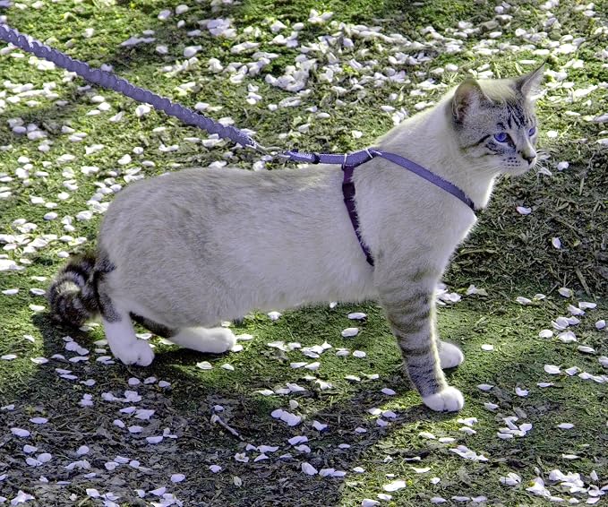 PetSafe Come With Me Kitty Cat Harness & Bungee Leash - Image 2